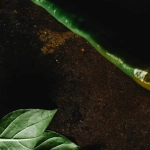 Финансовый анализ игровой индустрии на примере слота Hot Chilli