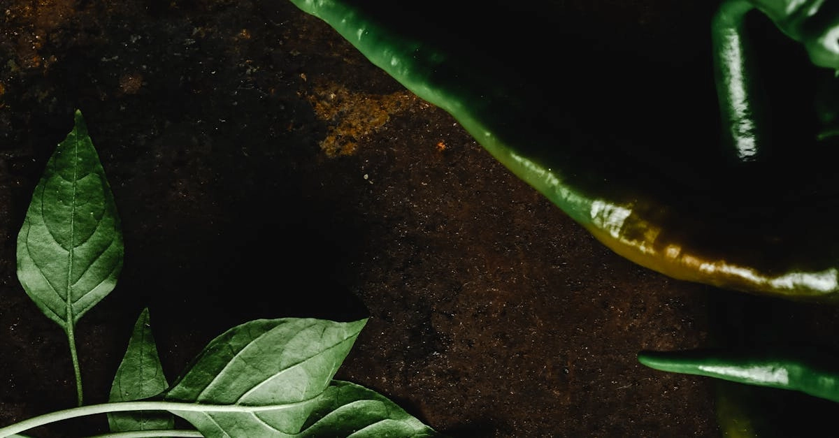 Финансовый анализ игровой индустрии на примере слота Hot Chilli